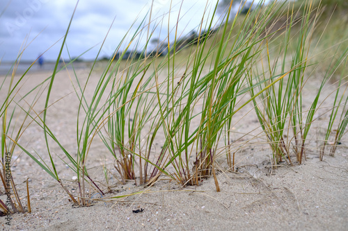 Strandgras in den D  nen an der Nordsee