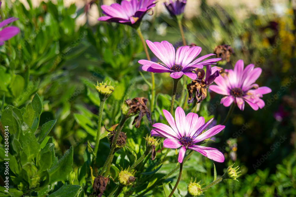 Rosa Blumen mit Bokeh Rosa Blumen mit Bokeh