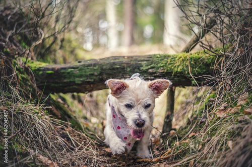 Pies bawi si   w lesie