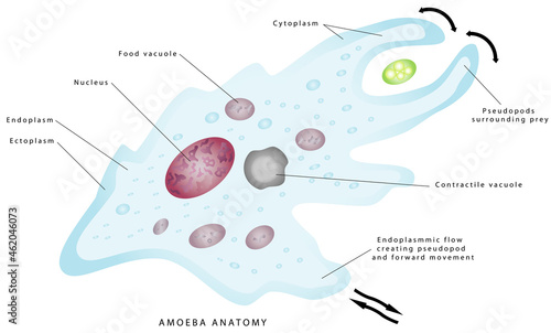 Anatomy of an amoeba. Amoeba, cell anatomy of a unicellular organism, labeling the cell structures with nucleus, endoplasm, ectoplasm, membrane, contractile vacuole, food and water vacuoles.