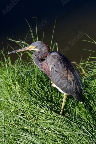 Tricolored Heron