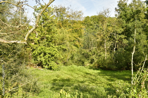 L'étang des canards asséché et couvert de végétation dense au parc d'Enghien en Hainaut  © Photocolorsteph
