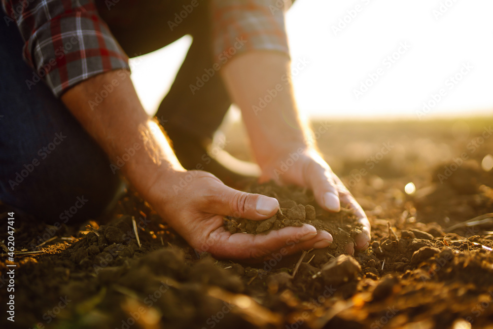 Expert hand of farmer checking soil health before growth a seed of vegetable or plant seedling. Agriculture, gardening, business or ecology concept. - obrazy, fototapety, plakaty 