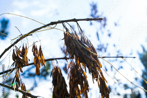 branches of a tree