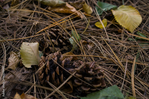 mushroom on the ground