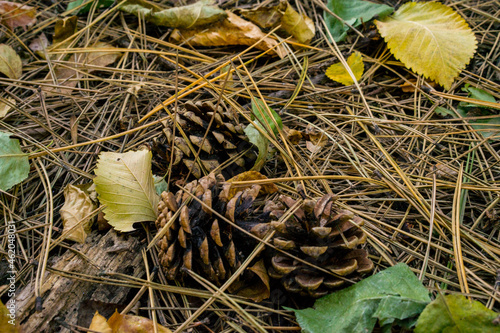 autumn leaves on the ground