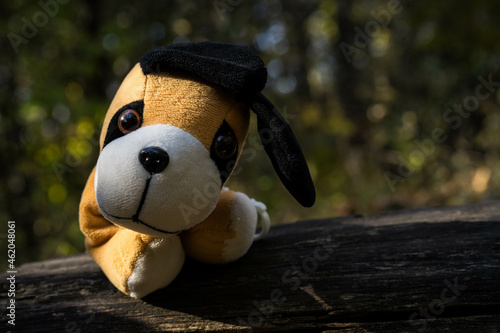 teddy bear in the grass