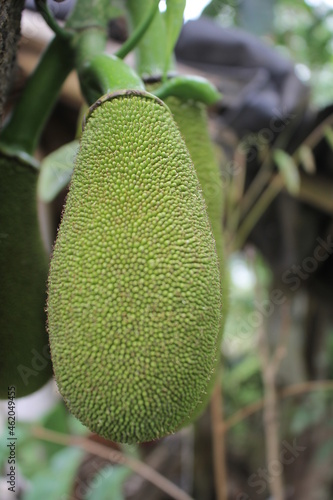 jackfruit on the tree