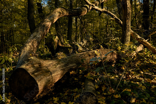 Large log in the middle of the path in the autumn forest