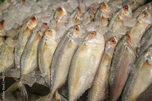 fresh fish on ice