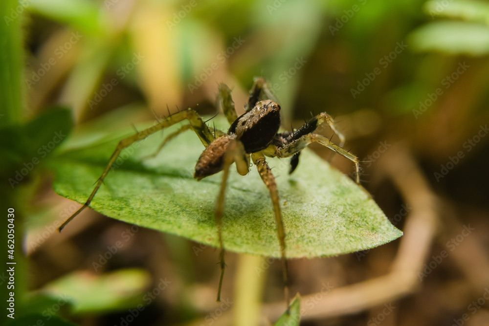 Spiders in the forest have different shapes
taken at close range (Macro) Spiders in the forest have different shapes
taken at close range (Macro)