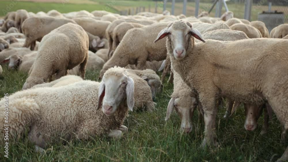 Pasture merino ewe, flock of sheep grazing in the meadow with tall grass sunset Pasture merino ewe, flock of sheep grazing in the meadow with tall grass sunset