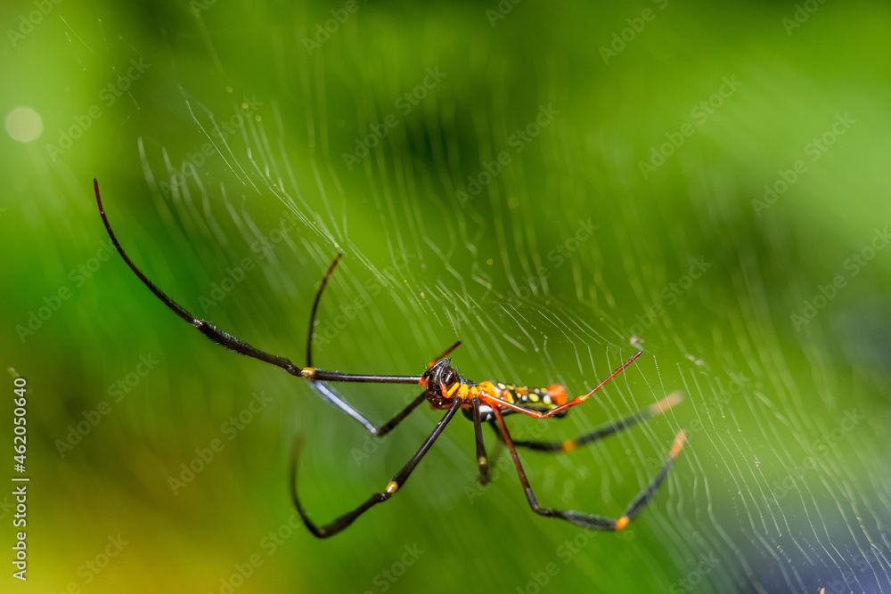 Spiders in the forest have different shapes
taken at close range (Macro) Spiders in the forest have different shapes
taken at close range (Macro)