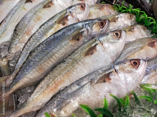 fresh fish on the market