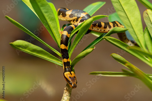 Snack Bungarus Candidus, yellow black
taken at close range photo