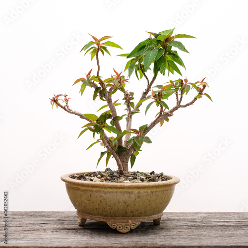 Poinsettia (Euphorbia pulcherrima) bonsai tree