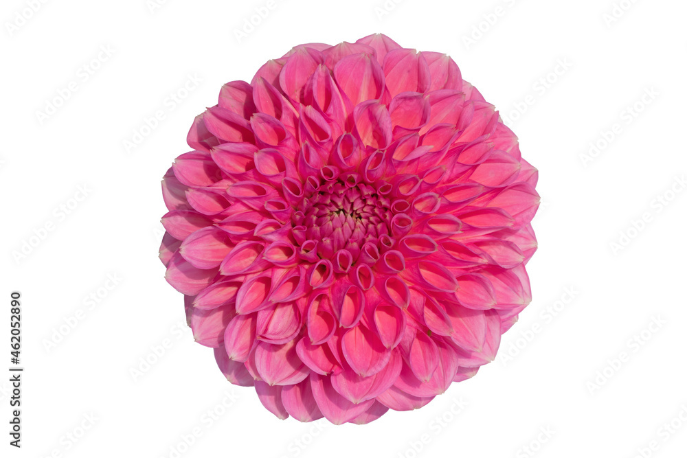 Pink ball dahlia isolated on white.