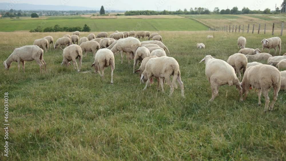 Texel is breed of sheep. Yorkshire, england. Landscape, horizontal. Space copy Texel is breed of sheep. Yorkshire, england. Landscape, horizontal. Space copy