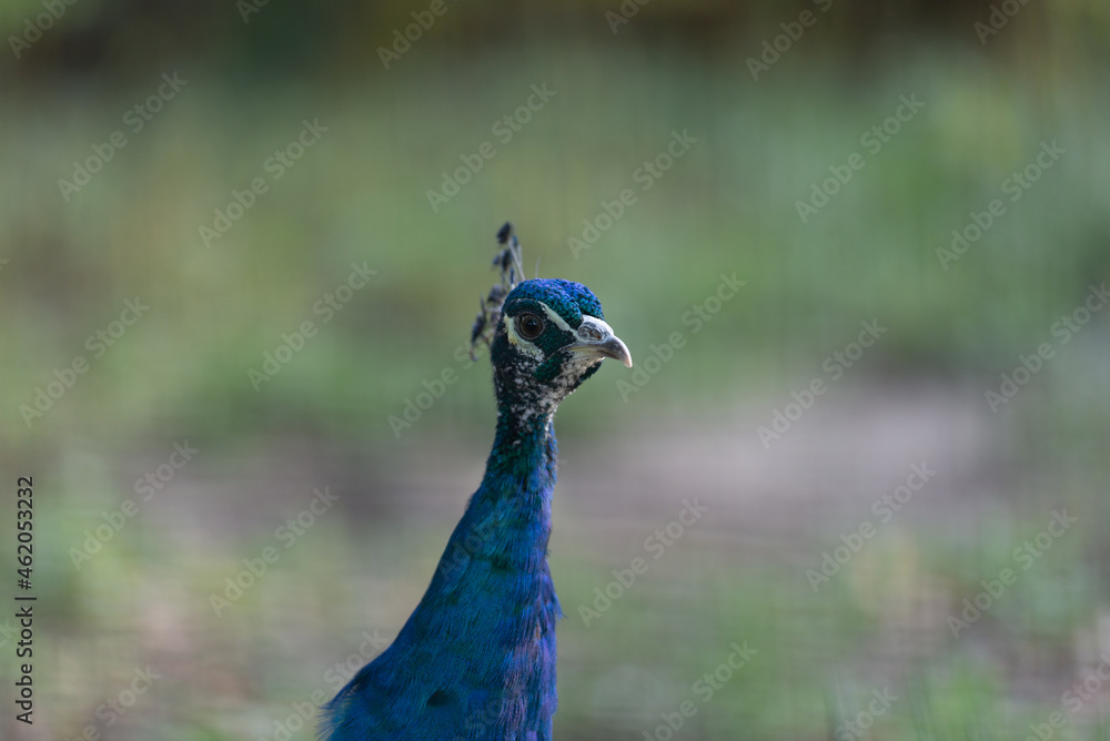 Fototapeta premium portrait of a peacock