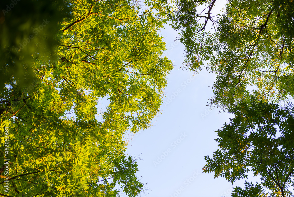 Fototapeta premium green leaves against blue sky