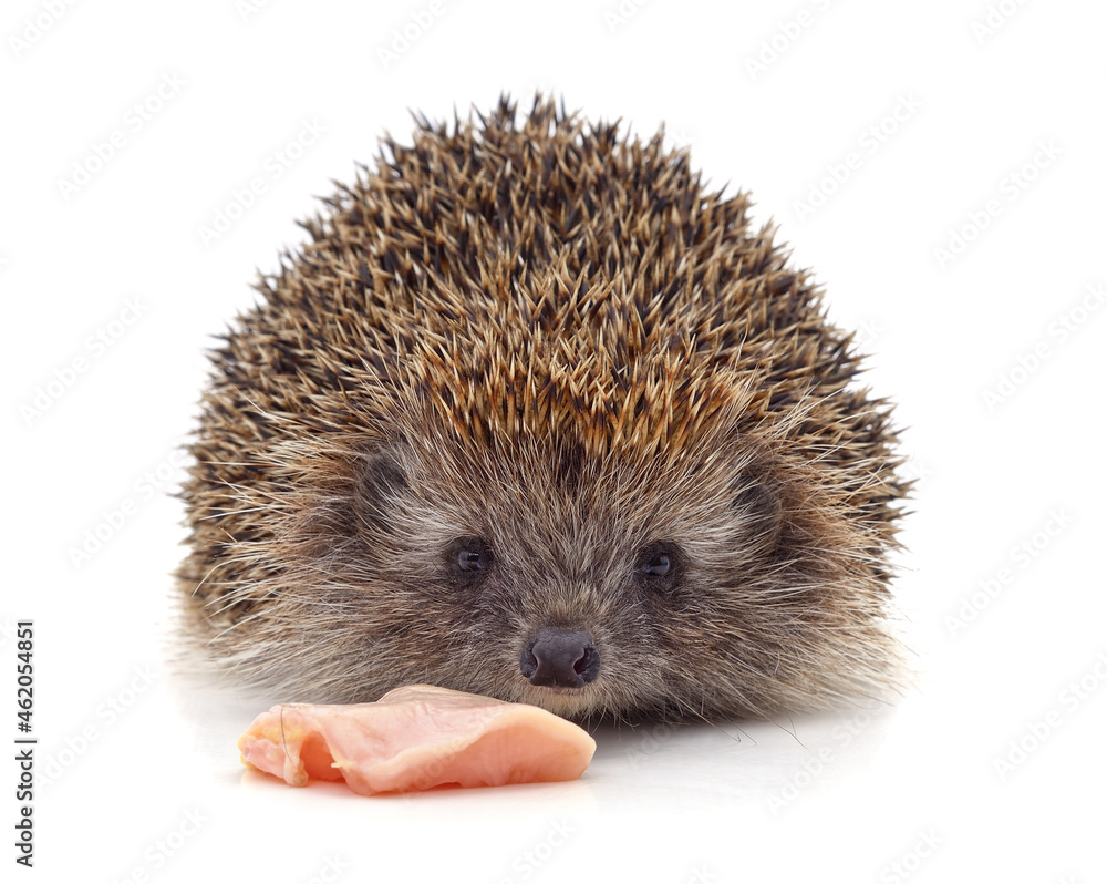 Hedgehog and meat. Hedgehog and meat.