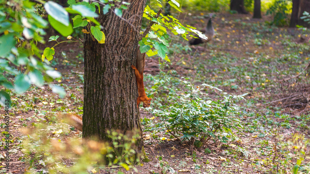 squirrel in the forest