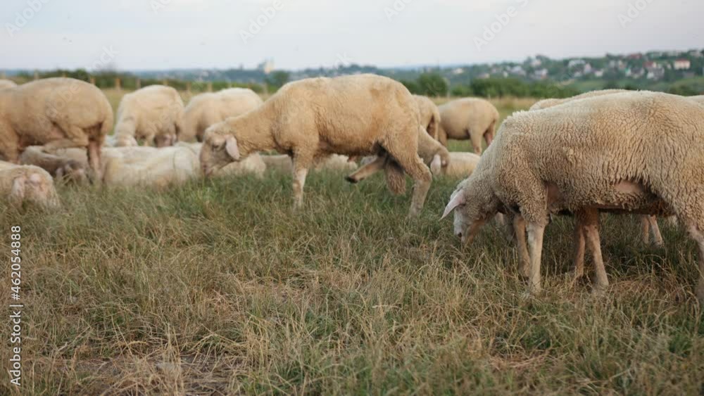 Concept economics, agriculture, sheep breeding. Grazing merino ewe, flock ram Concept economics, agriculture, sheep breeding. Grazing merino ewe, flock ram