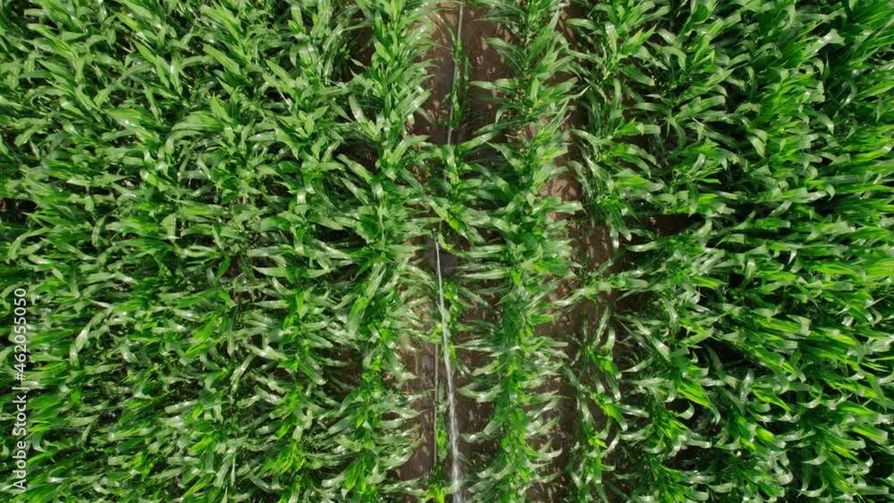 Irrigation of semi-cultivated crops. Corn watering system. Irrigation of semi-cultivated crops. Corn watering system.