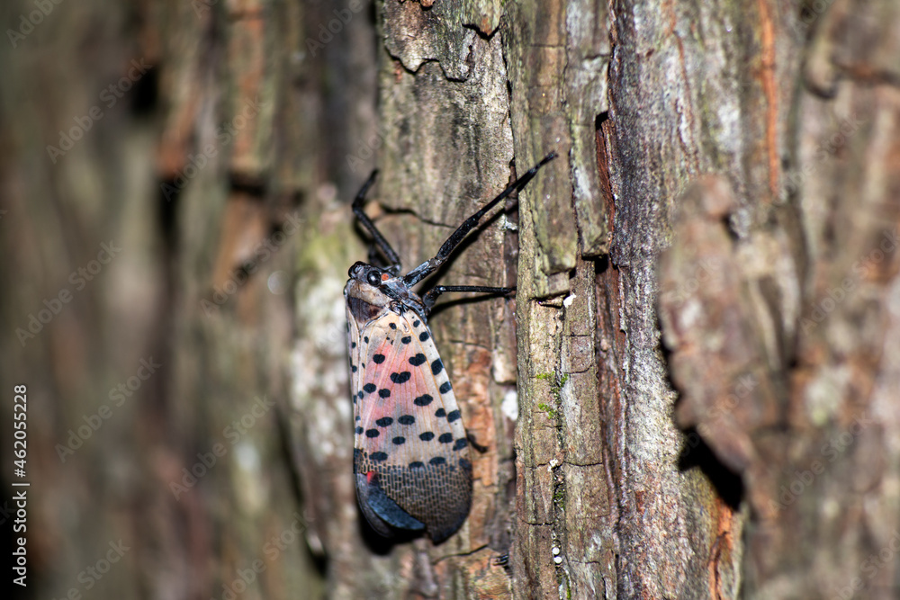 Chinese Invasive Spotted Lanterfly on a tree Chinese Invasive Spotted Lanterfly on a tree