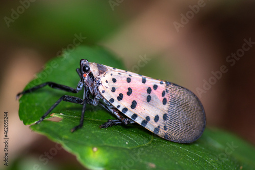 Chinese Invasive Spotted Lanternfly invasive bug on leaf photo