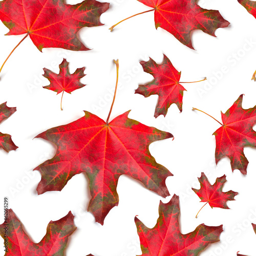 Autumn pattern for design. Maple autumn leaves. Seamless pattern red maple le...