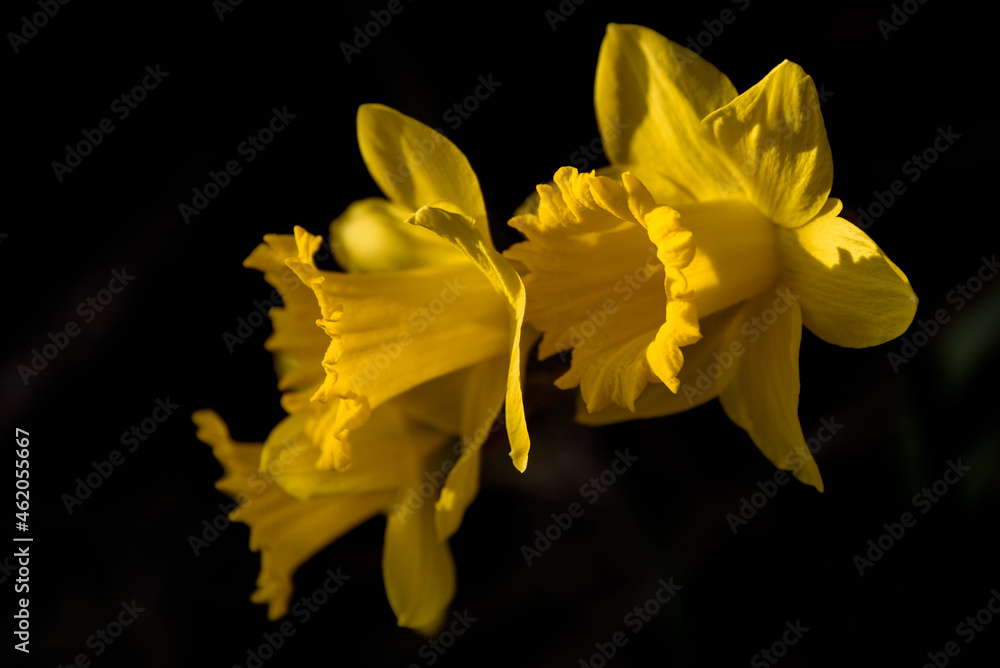 Obraz premium daffodil on black