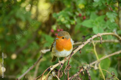 robin on a branch