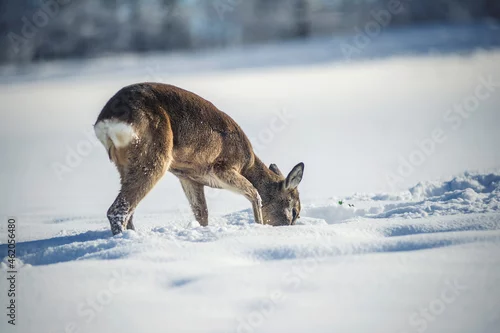 Fototapeta Sarna zimą na polu