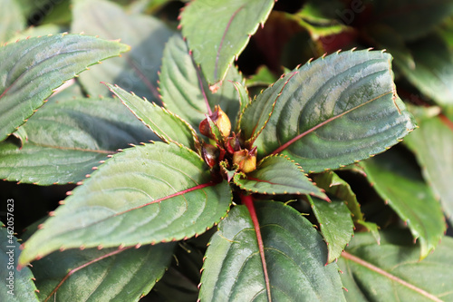 Tiny buds on inpatien flower plants about to bloom