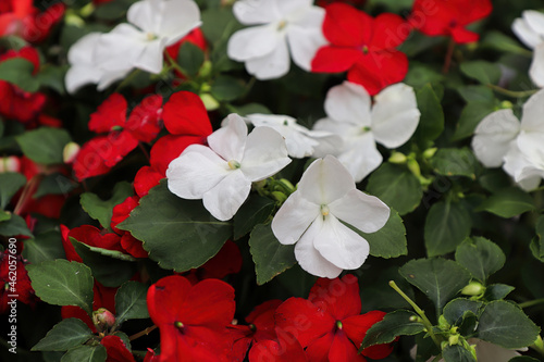 A mixture of red and white inpatien flowers photo