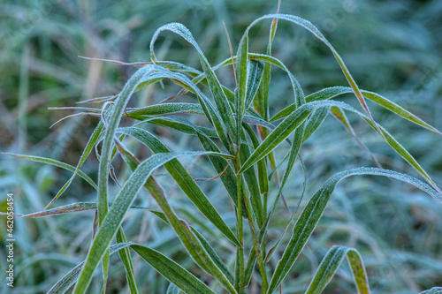 przymrozek, jesień, trawy © Robert Borek