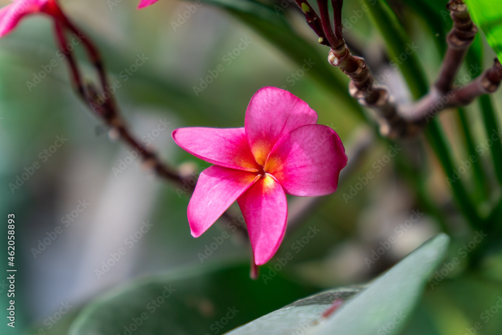 Focus on nature green leaves with red pink flower plants in garden Focus on nature green leaves with red pink flower plants in garden