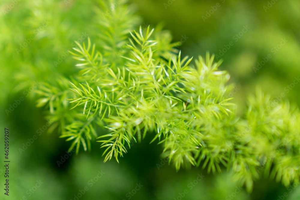 Focus on nature green small trees plants in garden Focus on nature green small trees plants in garden