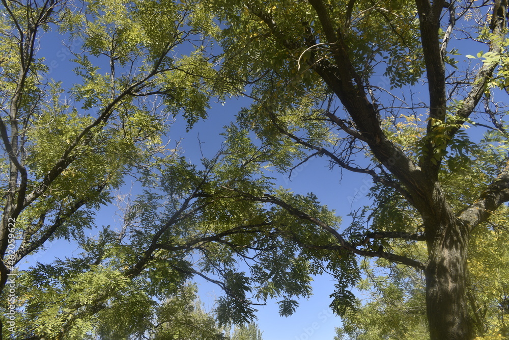 Obraz premium trees and sky