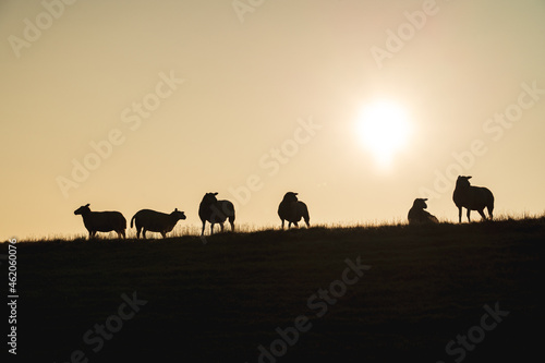 Sheep in Sunrise