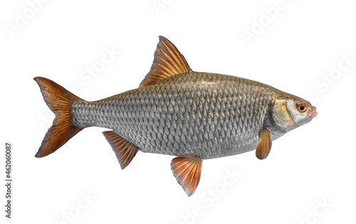 Roach fish. Big alive european roach isolated on white background
