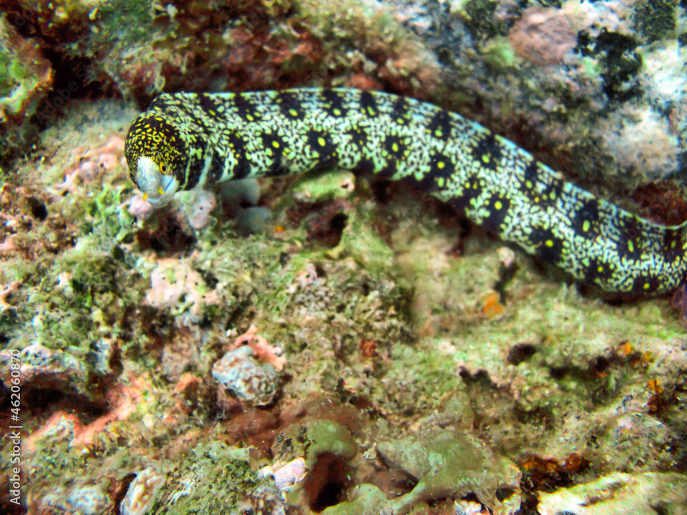 Snow flake Moray Eel (Echidna Nebulosa) in the filipino sea December 28, 2009 Snow flake Moray Eel (Echidna Nebulosa) in the filipino sea December 28, 2009