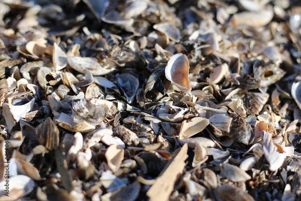 there are a lot of very small shells on the shore of the lake