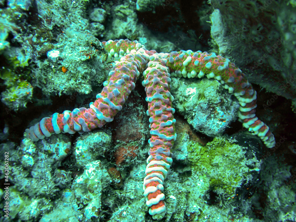 Seastar (Echinaster Callosus) in the filipino sea December 28, 2009 Seastar (Echinaster Callosus) in the filipino sea December 28, 2009