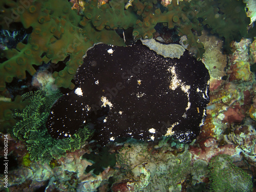 Black frogfish (Antennarius Commersoni) in the filipino sea December 16, 2009 photo