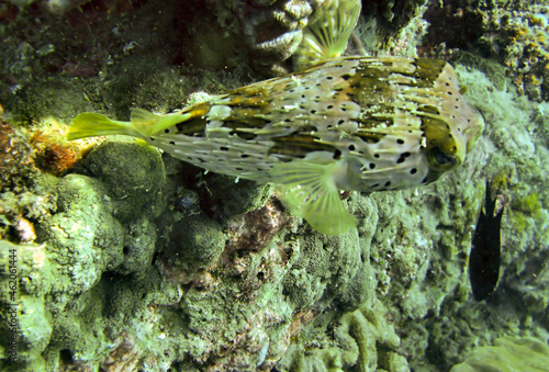 Pufferfish (Diodon Holocanthus) in the filipino sea January 7, 2010 photo