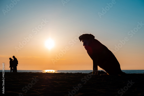 a dog sitting on the seashore. silhouette of a dog and its owners on the seashore during sunset
