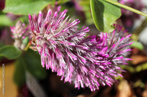 Closeup of the petals on a Joey Plant