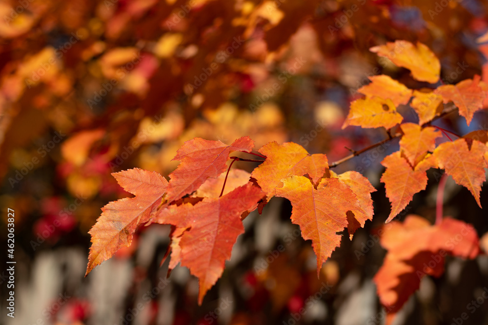 The leaves are the color of fire and fire, blazing on the branches, in the rays of the sun. Red autumn leaves of trees, on the branches. Autumn leaves, September, October, November, Halloween.